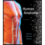 Human Anatomy - Text Only