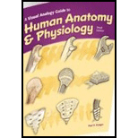 VISUAL ANALOGY GUIDE TO HUMAN ANATOMY & PHYSIOLOGY