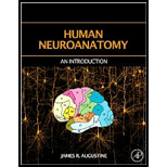 Human Neuroanatomy