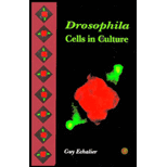 Drosophila Cells in Culture