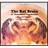 Rat Brain With Stereotaxic Coordinates