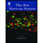 Rat Nervous System