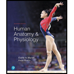 Human Anatomy and Physiology   Package 11TH 19 Edition, by Elaine N Marieb and Katja Hoehn - ISBN 9780135241790