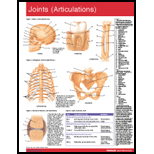 Joints (Articulations) Chart Size  1 Panel