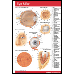 Eye and Ear Chart Size  1 Panel