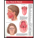 Ear, Nose and Throat Chart Size  1 Panel