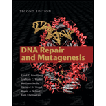 DNA Repair and Mutagenesis