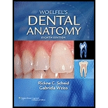 Woelfels Dental Anatomy (With All Pages)