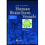 Human Brain Stem Vessels