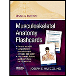 Musculoskeletal Anatomy Flashcards