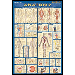 Anatomy Poster