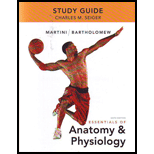 Essentials of Anatomy and Physiology Study Guide