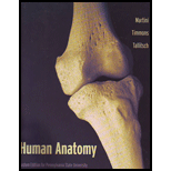 Human Anatomy (Custom)