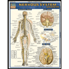 Nervous-System-Advanced, by Inc-Barcharts - ISBN 9781423215066