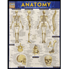 Anatomy by BarCharts Inc. - ISBN 9781423222781