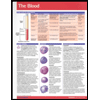 Blood Chart Size: 1 Panel by Permacharts - ISBN 9781550804683