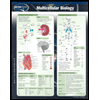 Multicellular Biology Chart Size: 2 Panel by Permacharts - ISBN 9781550808032