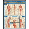 Muscular System by Vincent Perez - ISBN 9781572224971