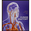 Human-Anatomy---With-Access, by Frederic-H-Martini-Robert-B-Tallitsch-and-Judi-L-Nath - ISBN 9780134855356